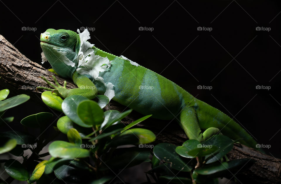 Lizard on a branch