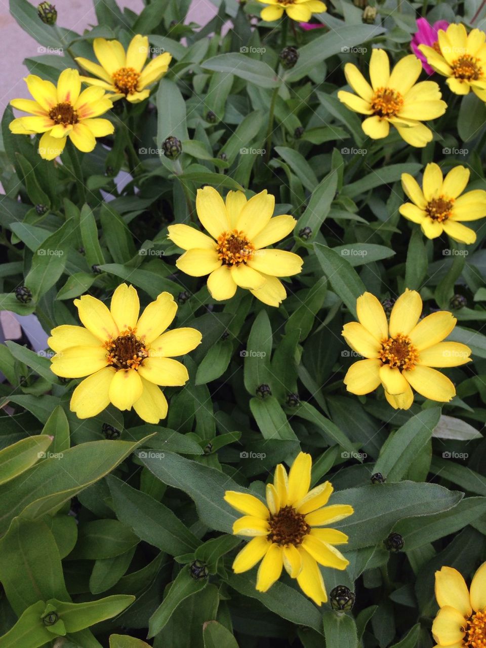 Yellow Zinnias