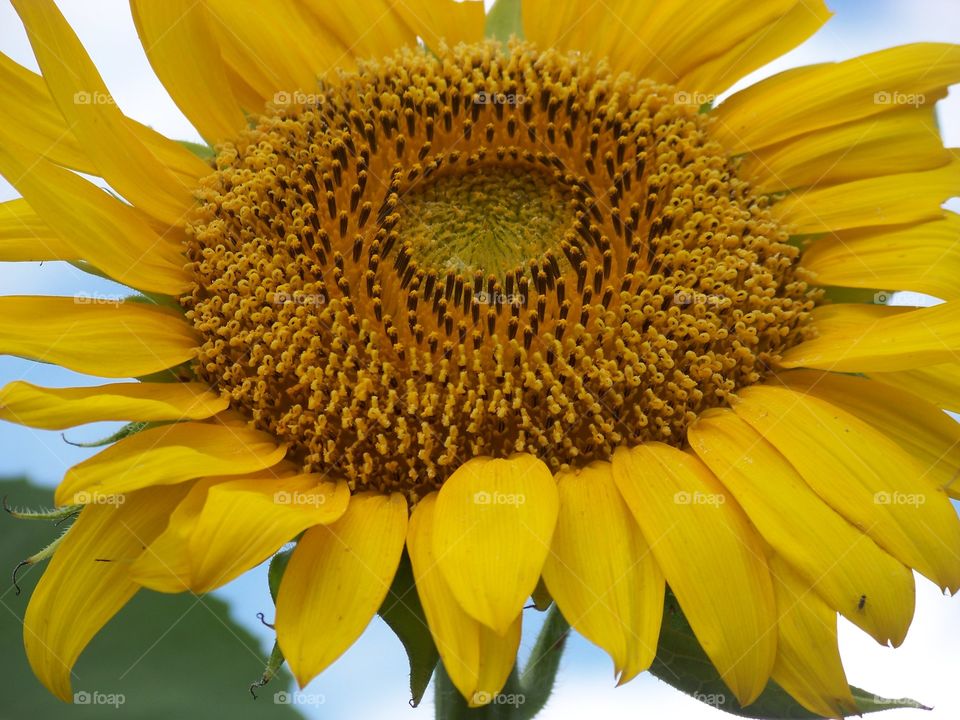 Closeup of sunflower