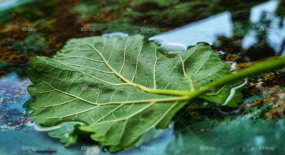 a leaf gentley drifting on water.