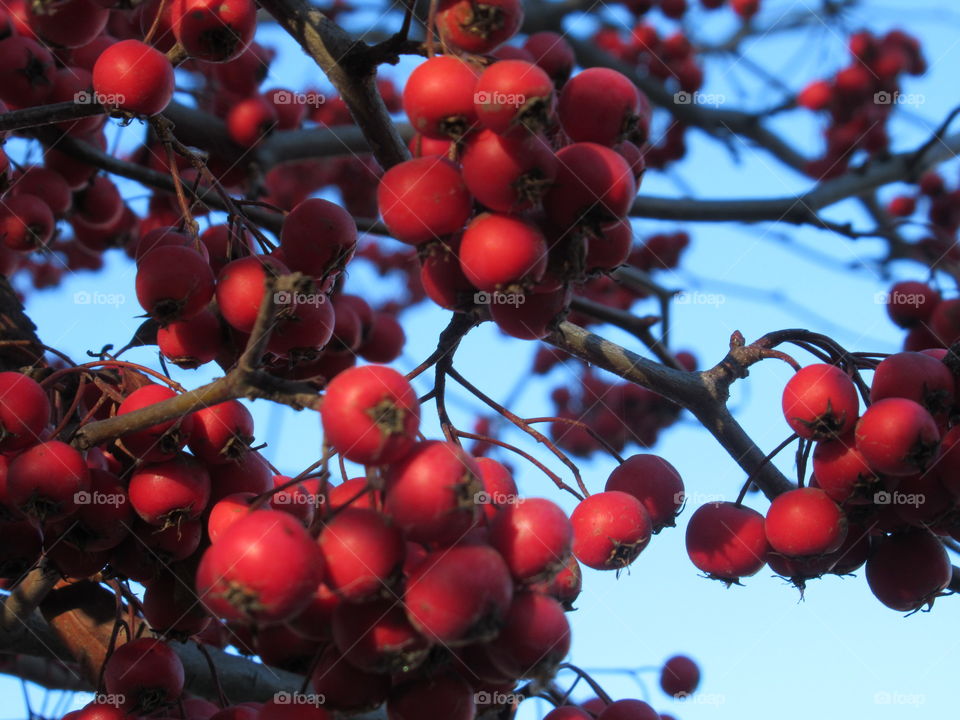Berries in a tree