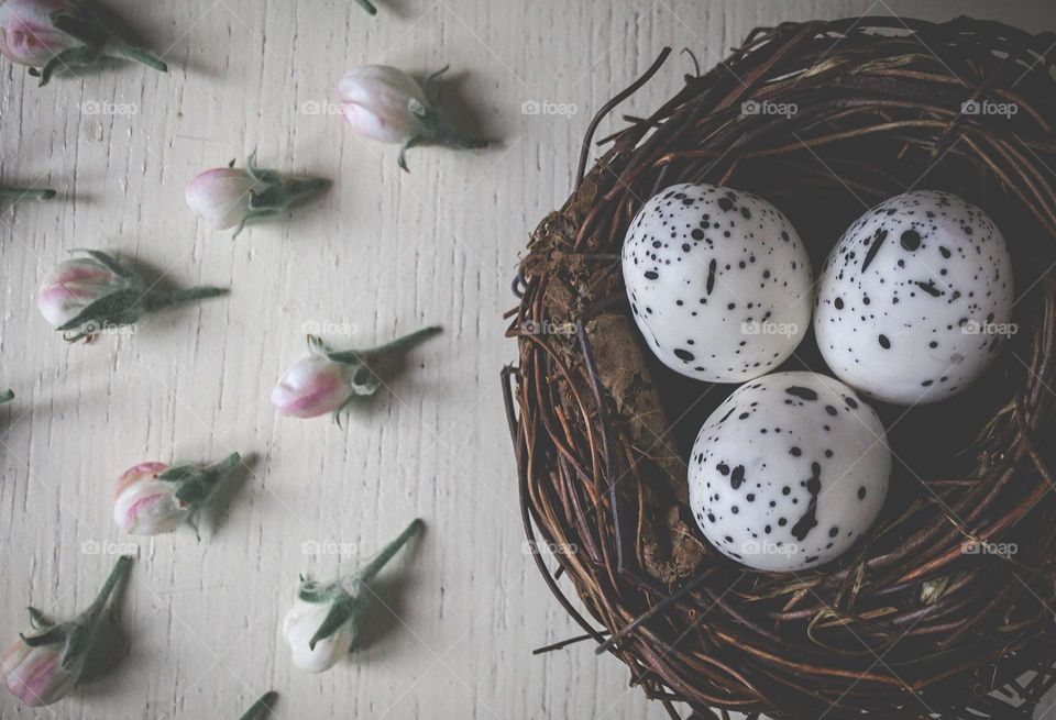 Flat lay of bird’s nest with speckled eggs with apple blossom buds on white wooden background 