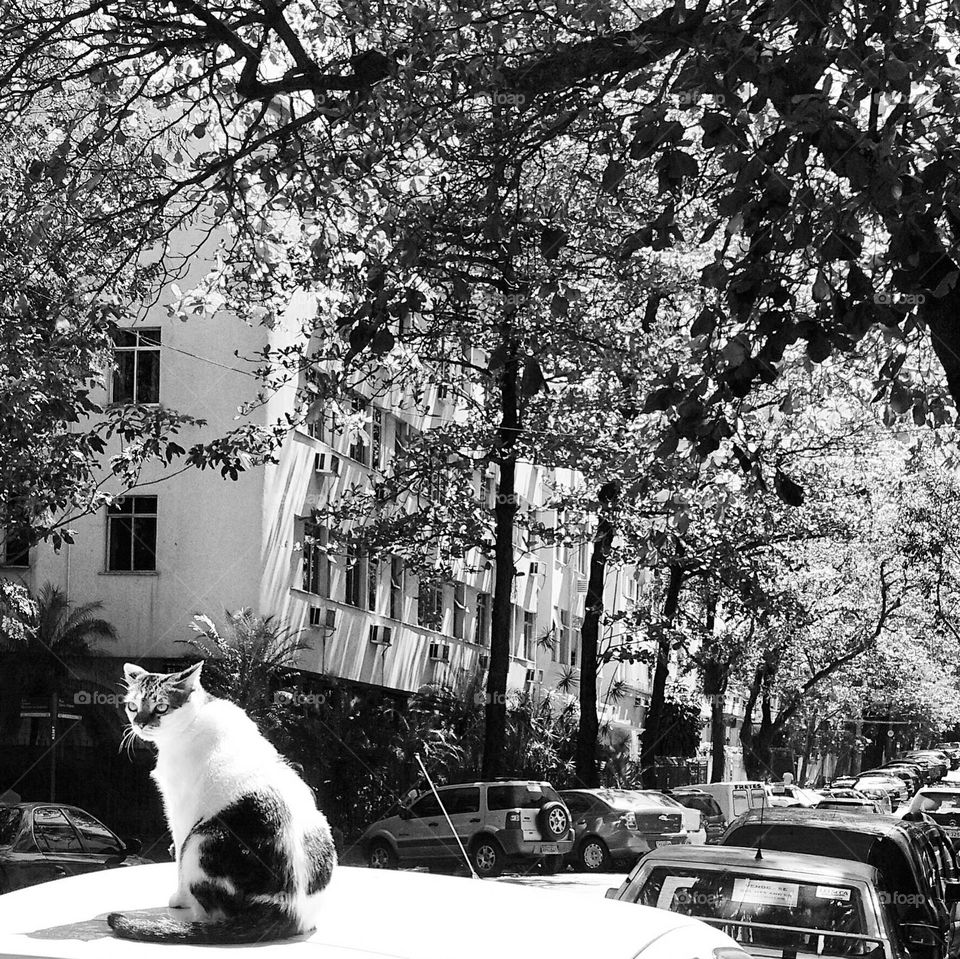 The cat from Copacabana