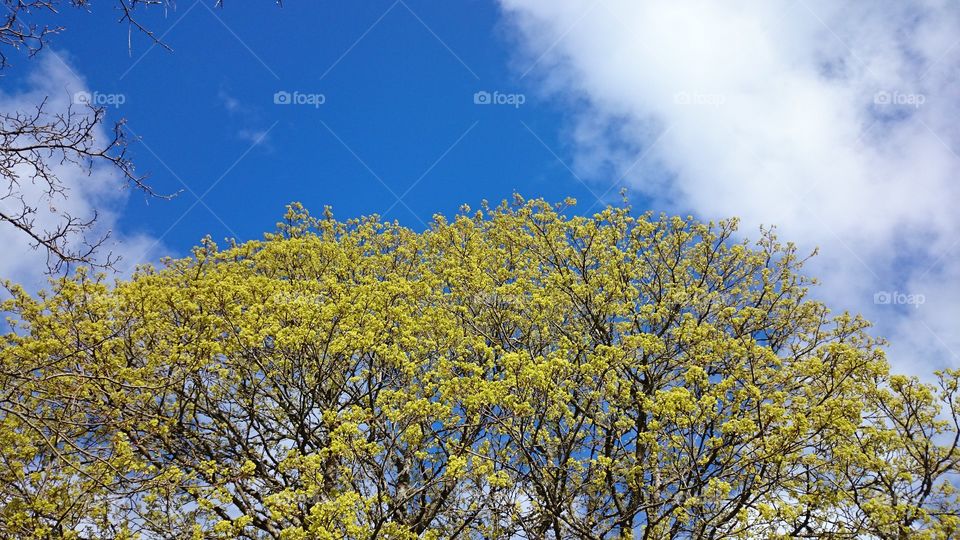 green spring tree