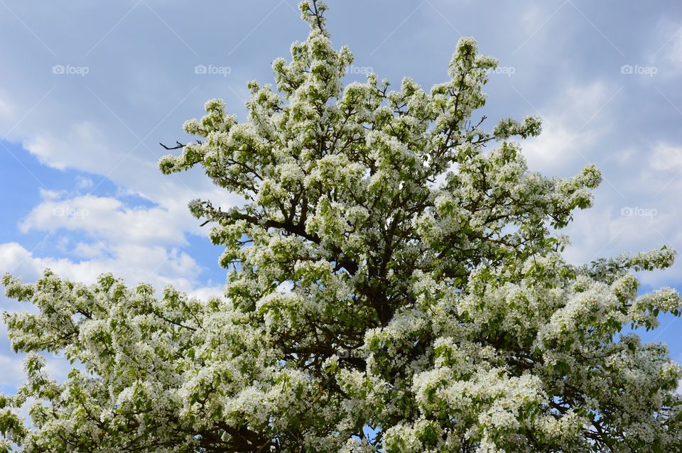 tree full of blossom and sky