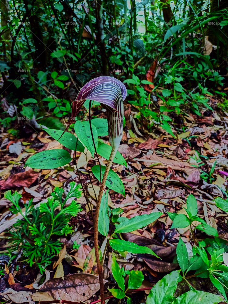 Cobra lily (Arisaema sp) blooming with
blurred plant leaves background, growing
in tropical forest of North Sumatra,
Indonesia