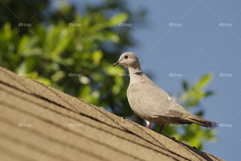 Dove