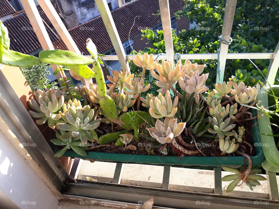 my  garden