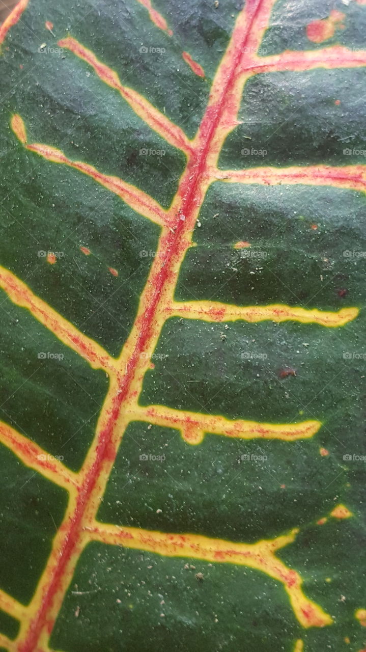 up close plant leaf