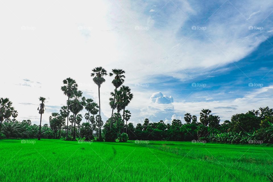 green field and palms at BaanLad Petchaburi