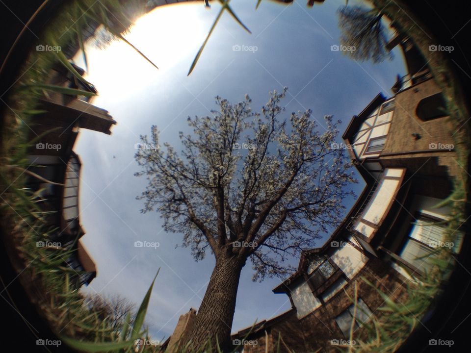 Fish eye view looking up. Took this with my iphone and fisheye lense

