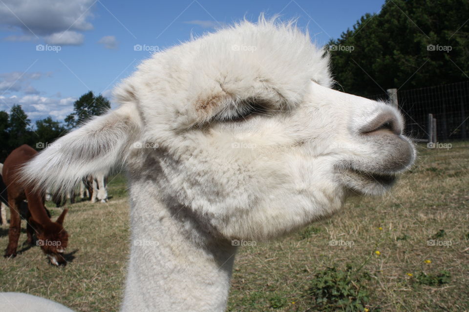 Portrait of a cute white alpaca