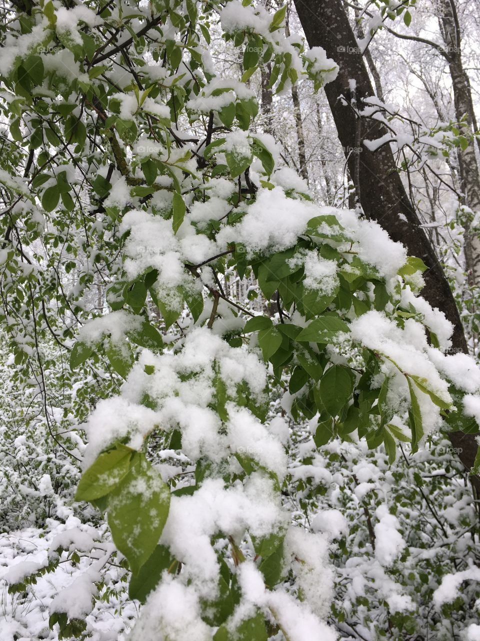 10.05.2017. Latvia morning weather surprise