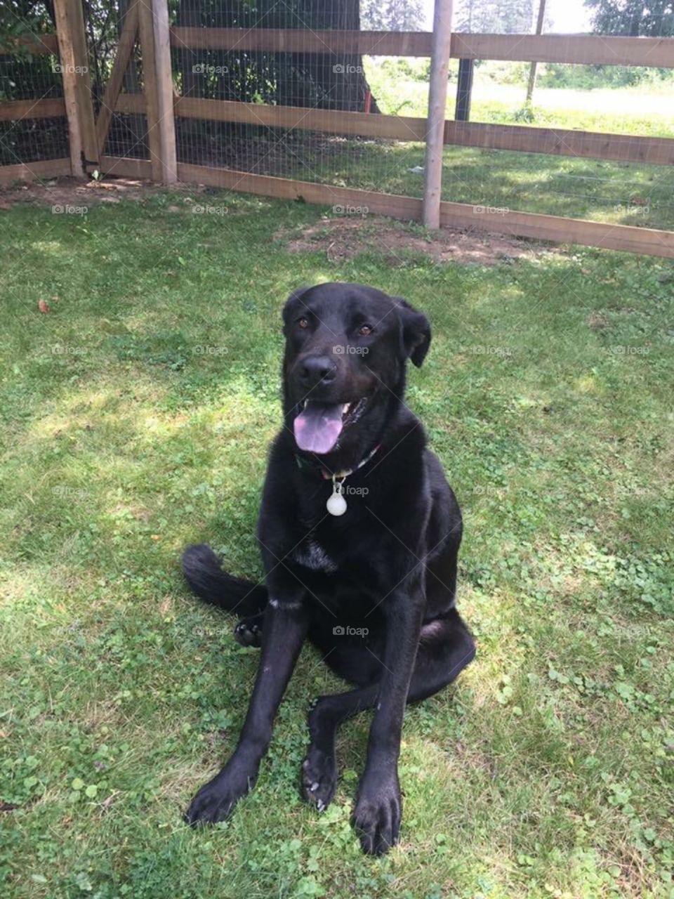 Smiling dog sitting in grass