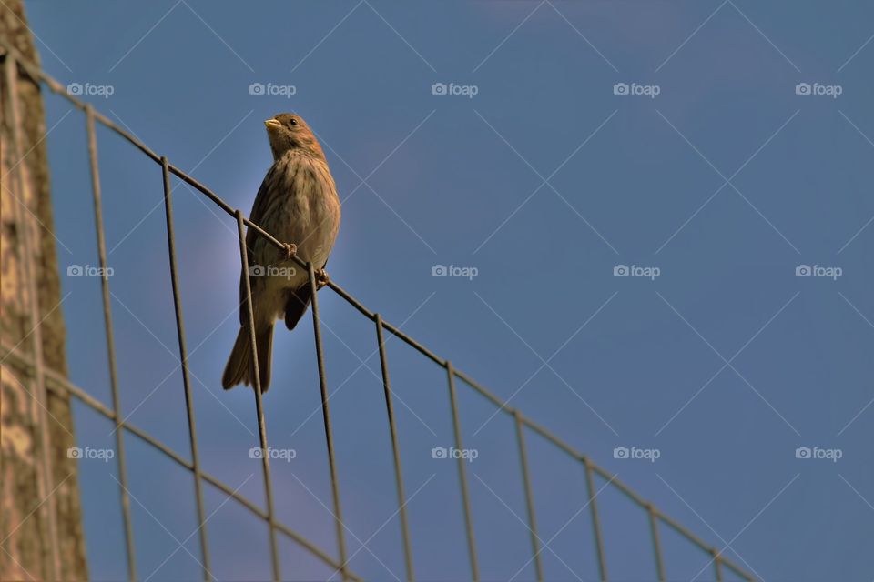 Bird on screen/Passarinho na tela