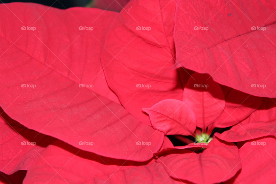 Poinsettia 