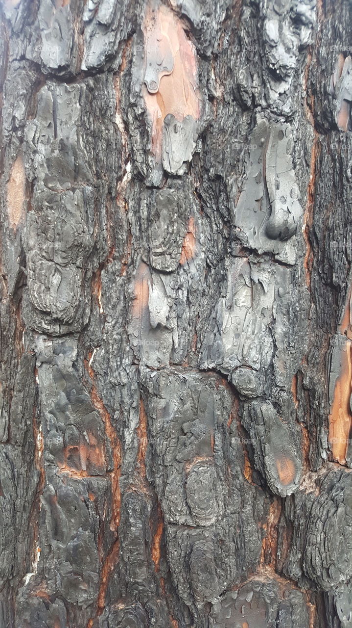 burned bark