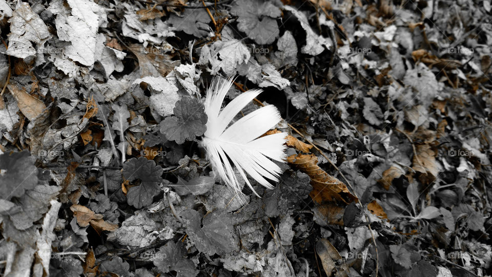 Feather