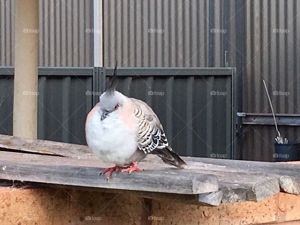 Crested grey colour baby wild pigeon closeup