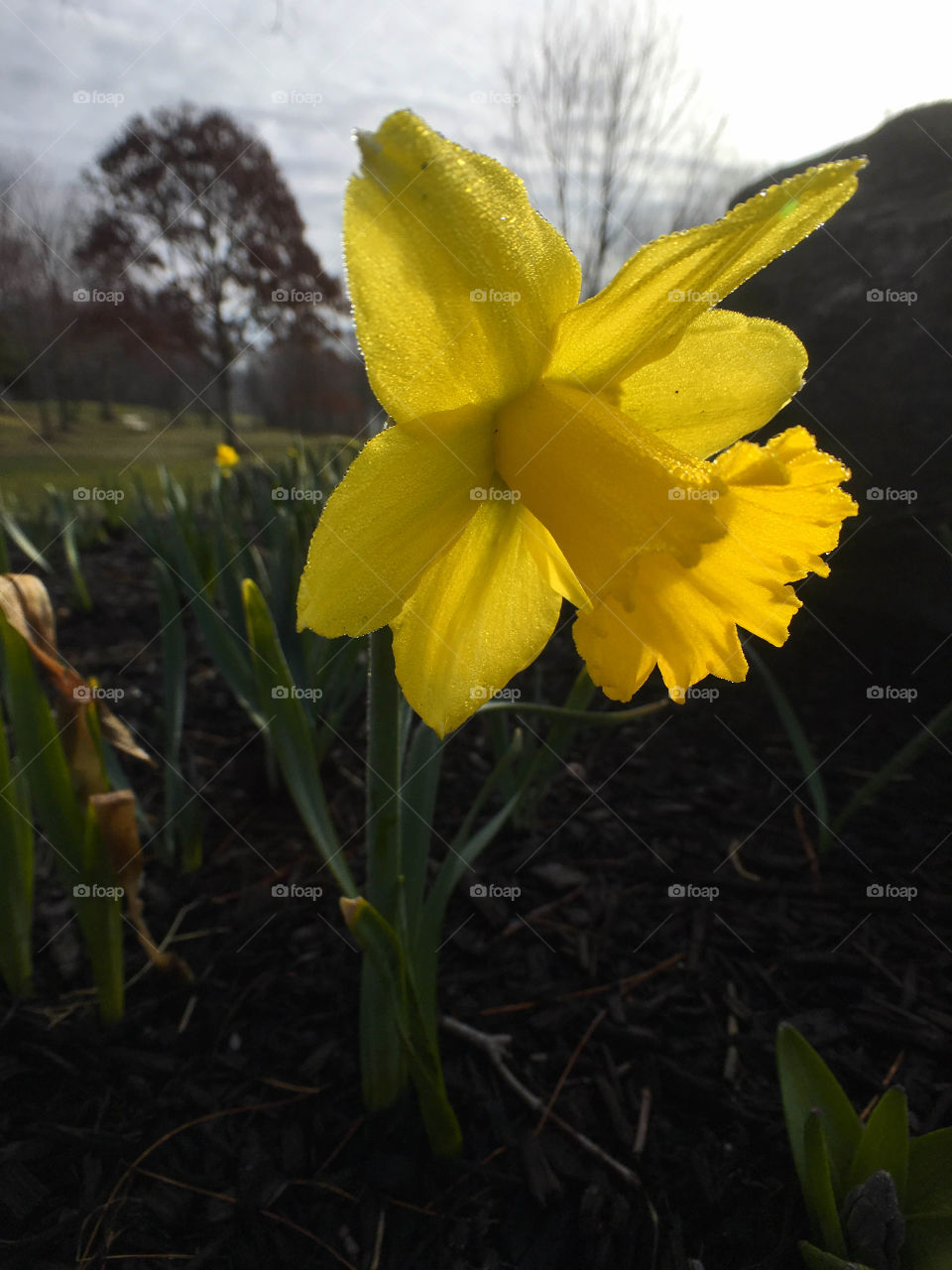 Spring starts in yellow 