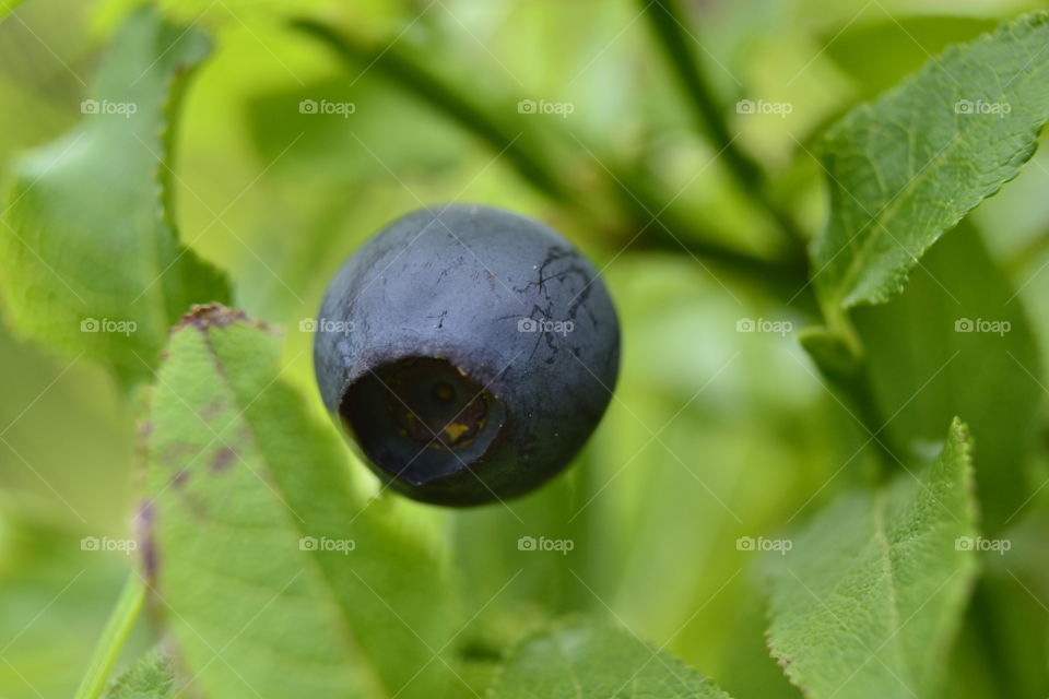 Blueberry in natural environment 