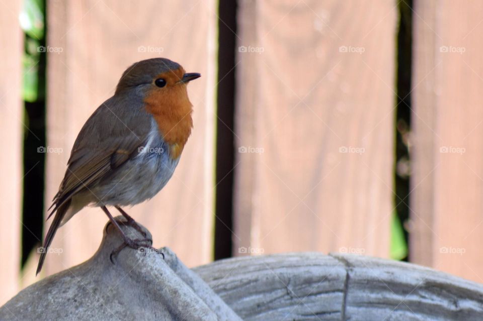 A vibrantly coloured Robin pauses to take a rest in the spring sunshine on top of a water feature in an English garden.