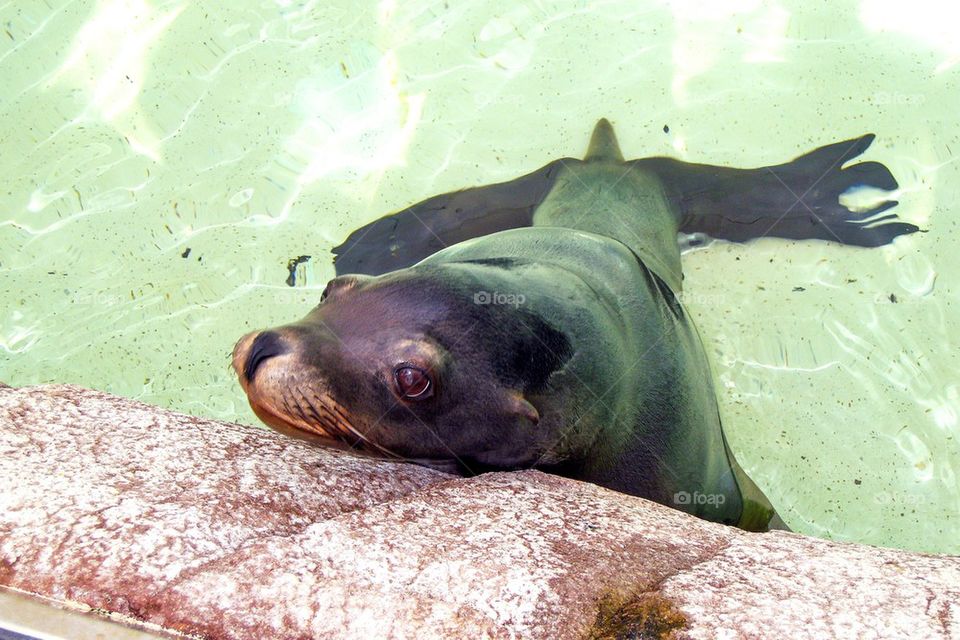 Sea lion at seaworld