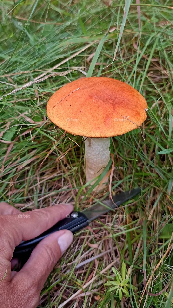 boletus orange cap and hand growing in the forest, collection mushrooms