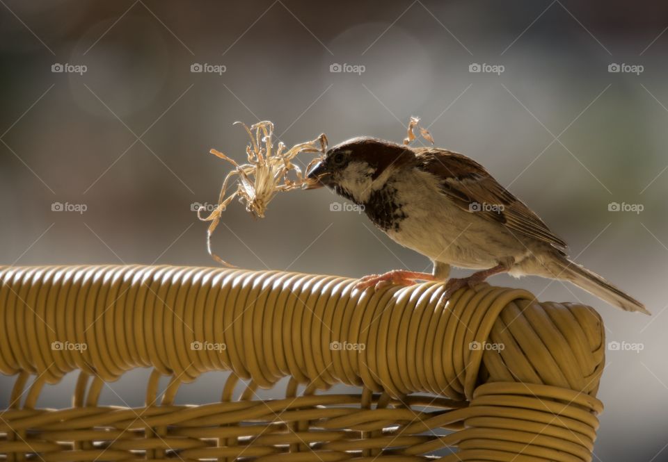 Bird Providing Nest Materials