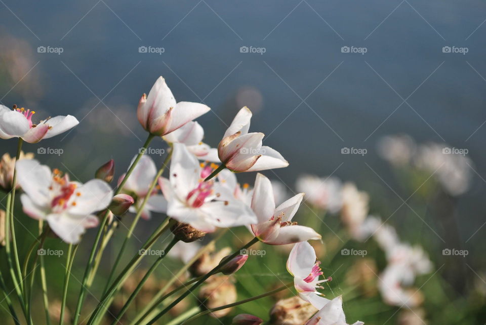 A beautiful background with white wildflowers