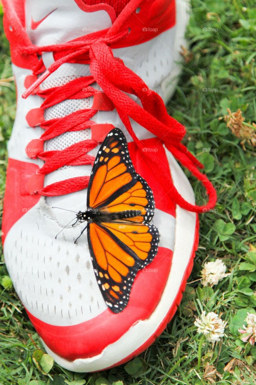 Butterfly on Shoe