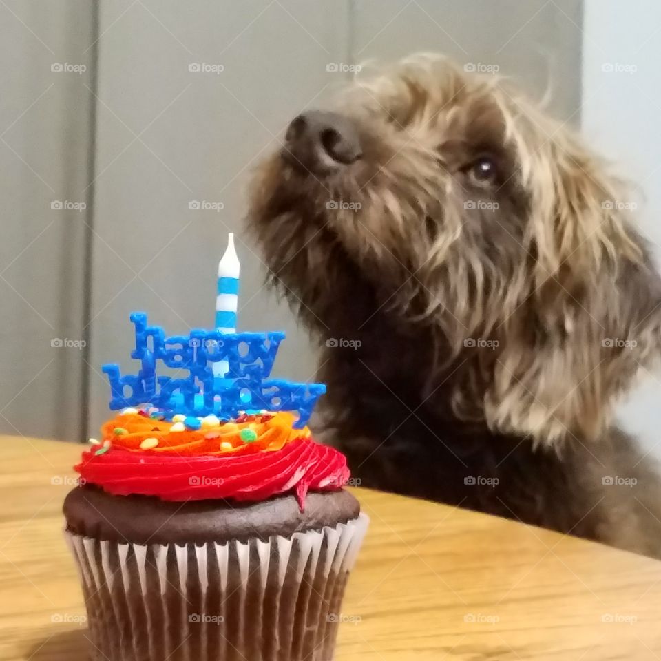 Puppy's first birthday