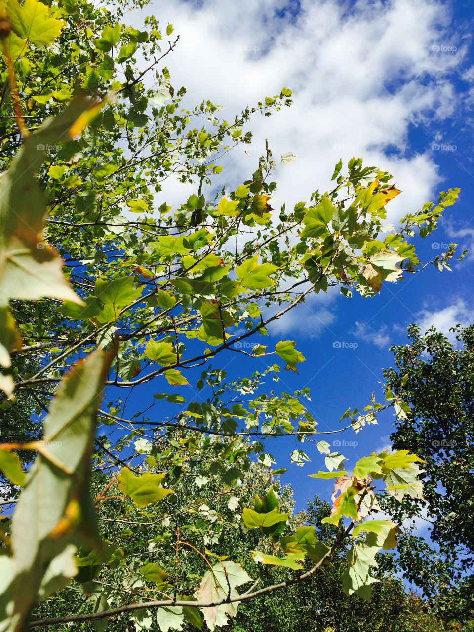 Tree & Sky