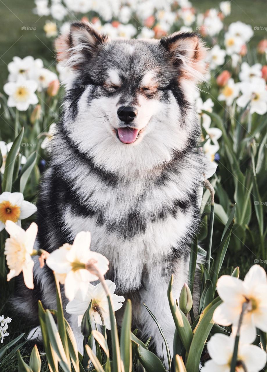 Portrait of a young Finnish Lapphund dog sitting among flowers