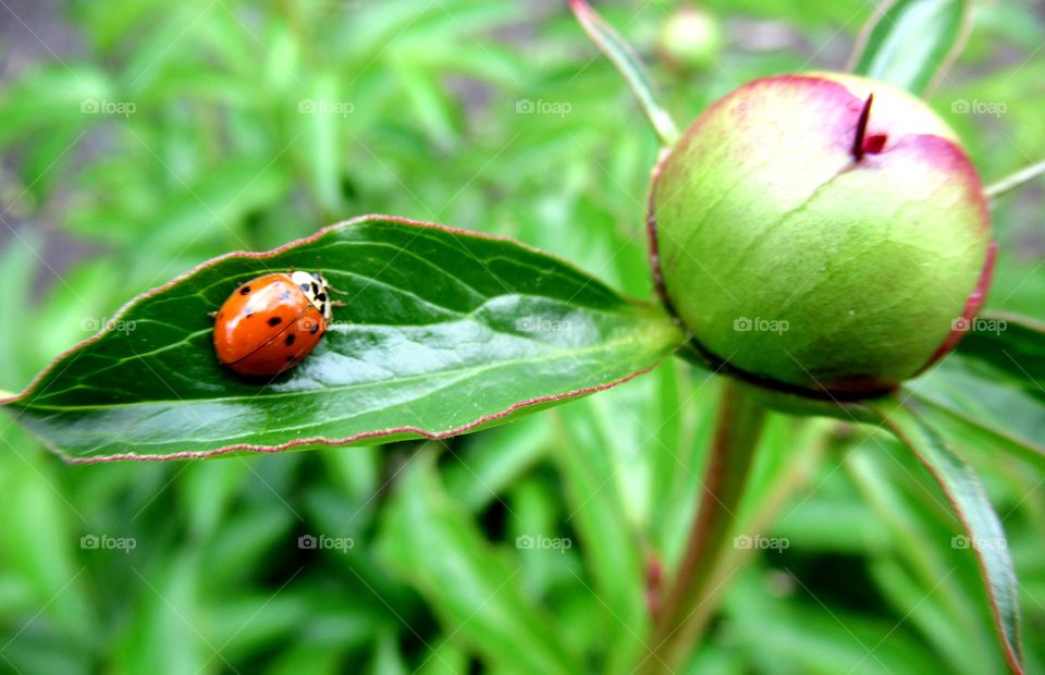 ladybug on a flower