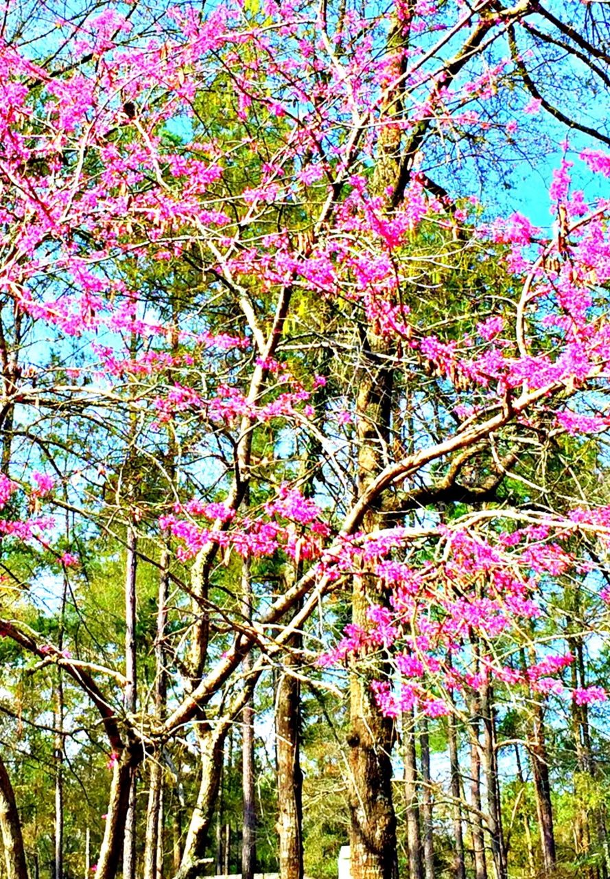 Trees and Color . A springtime high !