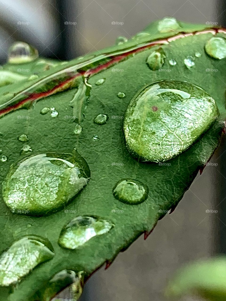 Drops of rain on a leaf