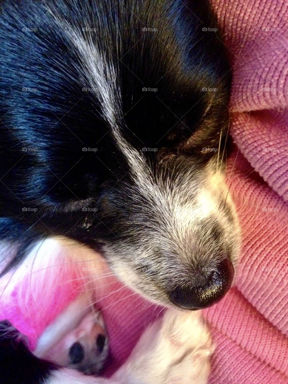 Close up of sleepy puppy
