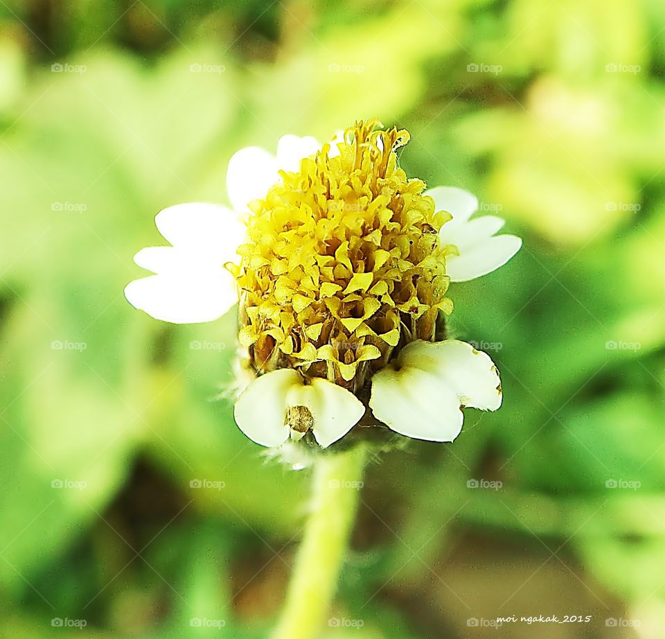 wild flower. beauty of wild flower