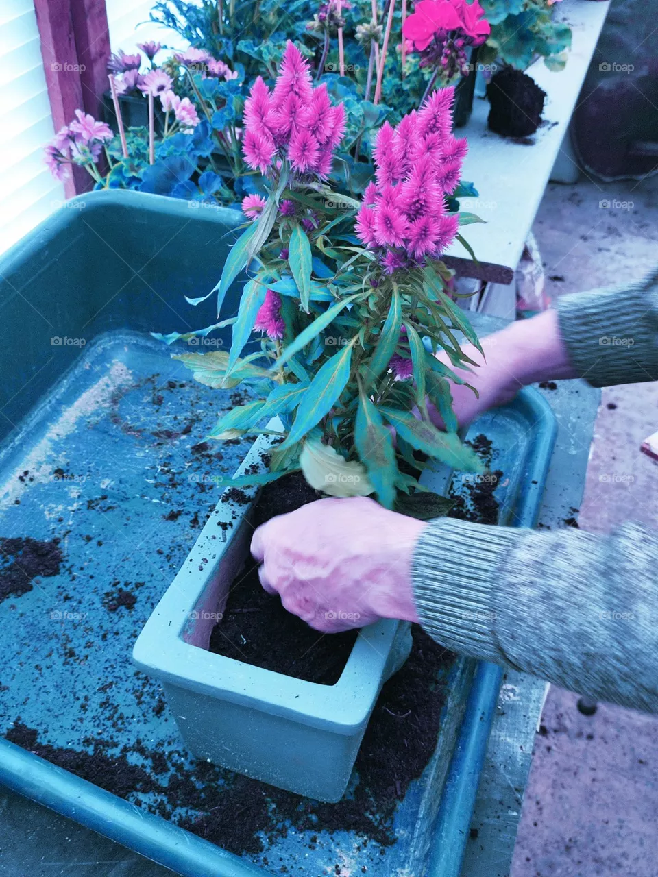 Transplanting flowers