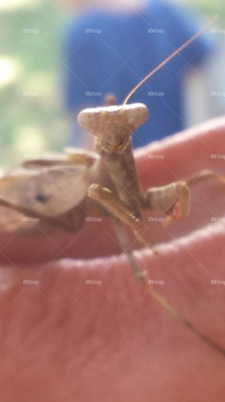 praying mantis on hand