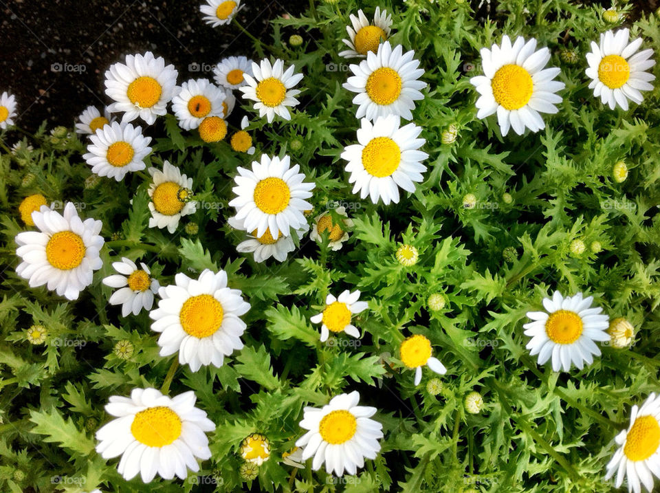 Flora, Nature, Flower, Summer, Leaf