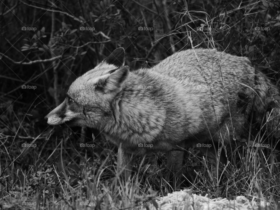 Taken at parco della Maremma, in Tuscany, Italy. 