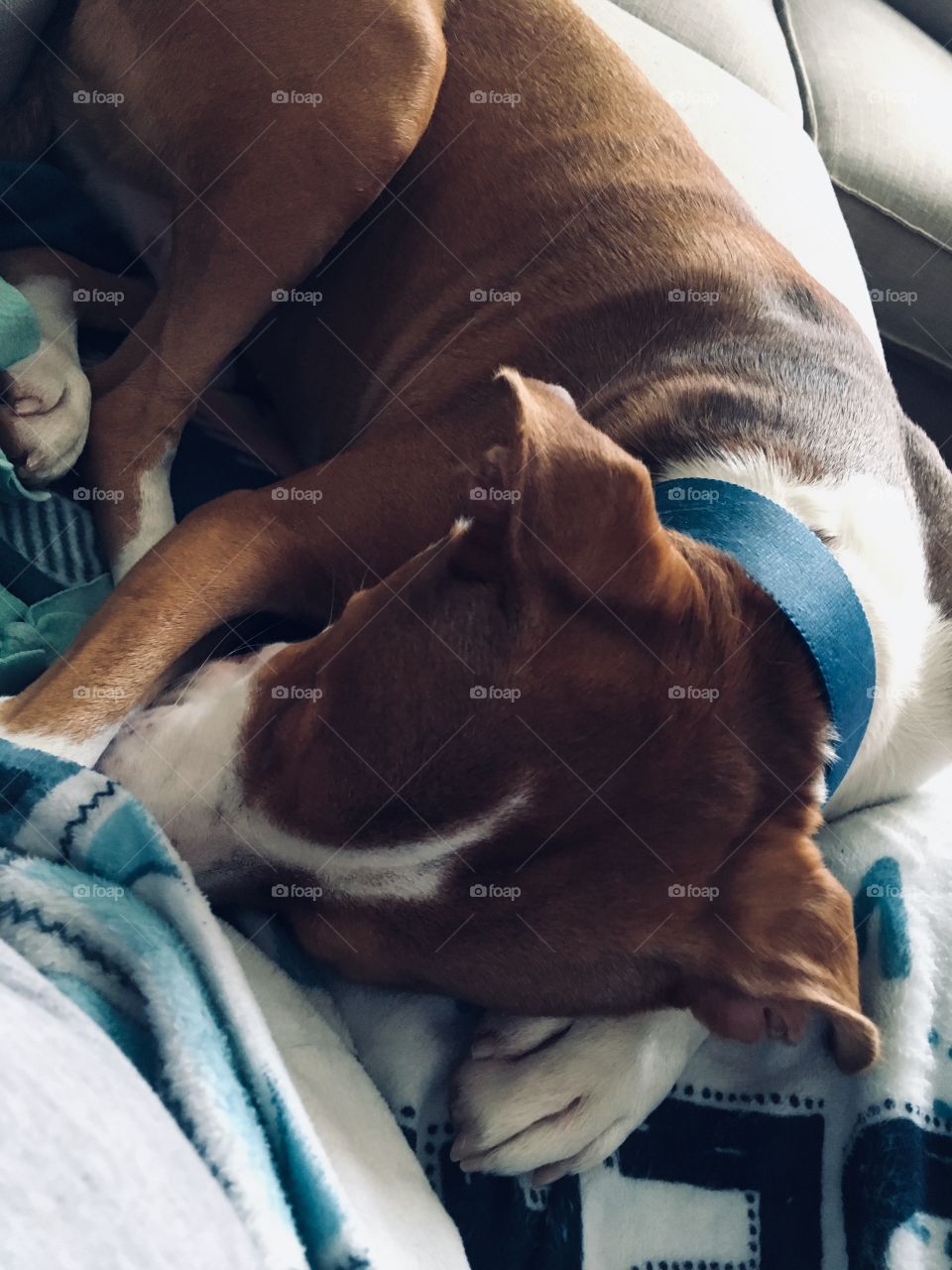 Pitbull all snuggled up in a blanket 