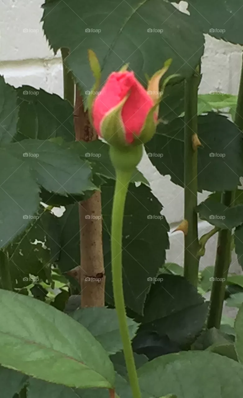 Rosebud 