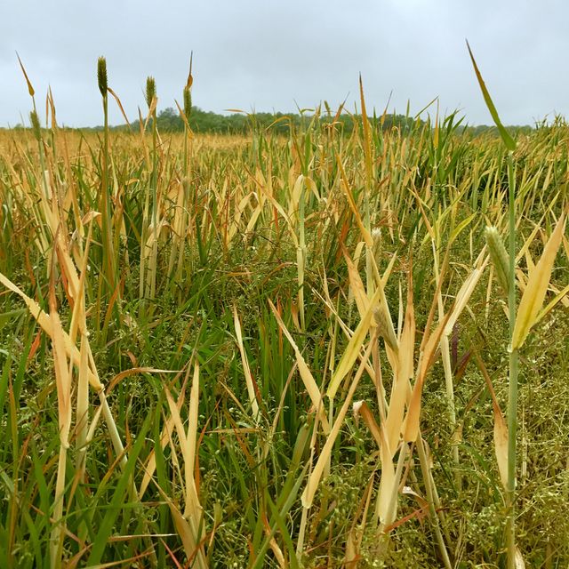 Tall Grass