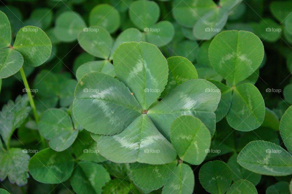 Four Leaf Clover. In a cloverfield at my house, I found a huge four leaf clover..Happy St. Patrick's Day! 