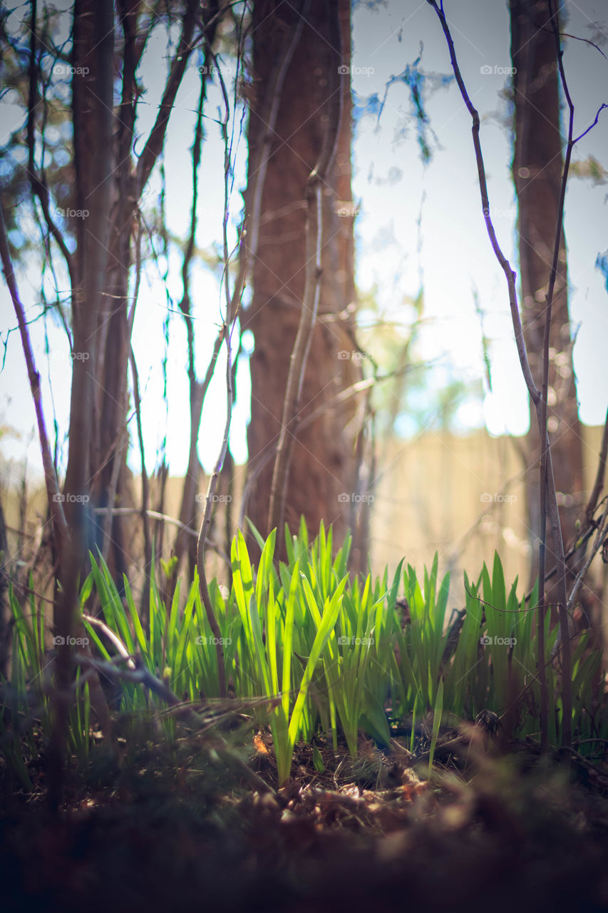 First spring grass in the forest