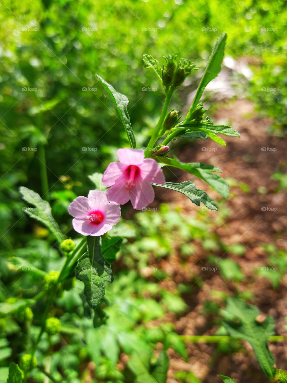 A beautiful Pink wild flowers..