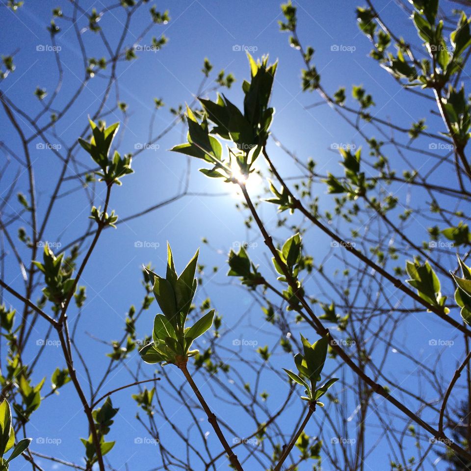 Low angle view of plant